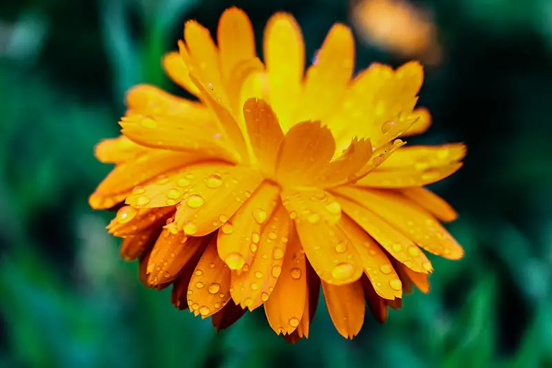 Una imagen horizontal de primer plano de una pequeña flor naranja con gotas de lluvia que cubren los pétalos representados en un fondo de enfoque suave.