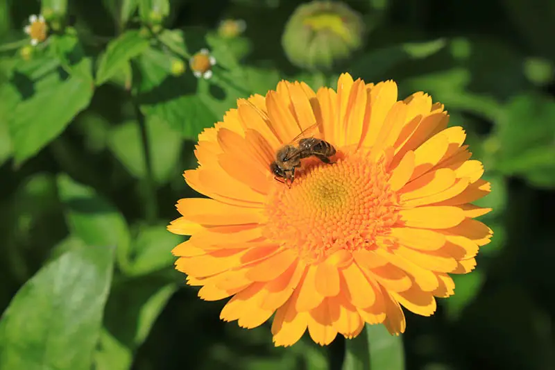 Una imagen horizontal de primer plano de una flor de caléndula de doble pétalo con una alimentación de abejas, fotografiada con un sol brillante sobre un fondo de enfoque suave.