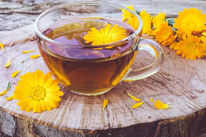 Una imagen horizontal de primer plano de una taza de té de vidrio sobre una superficie de madera con flores de caléndula esparcidas por todas partes.