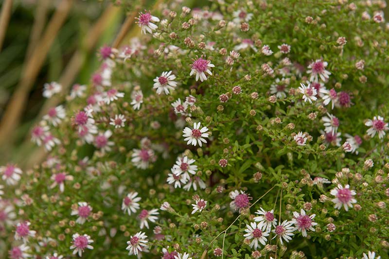 Un grupo denso de Symphyotrichum lateriflorum con flores blancas parecidas a margaritas con centros rojos, que crece en el jardín de finales de verano.