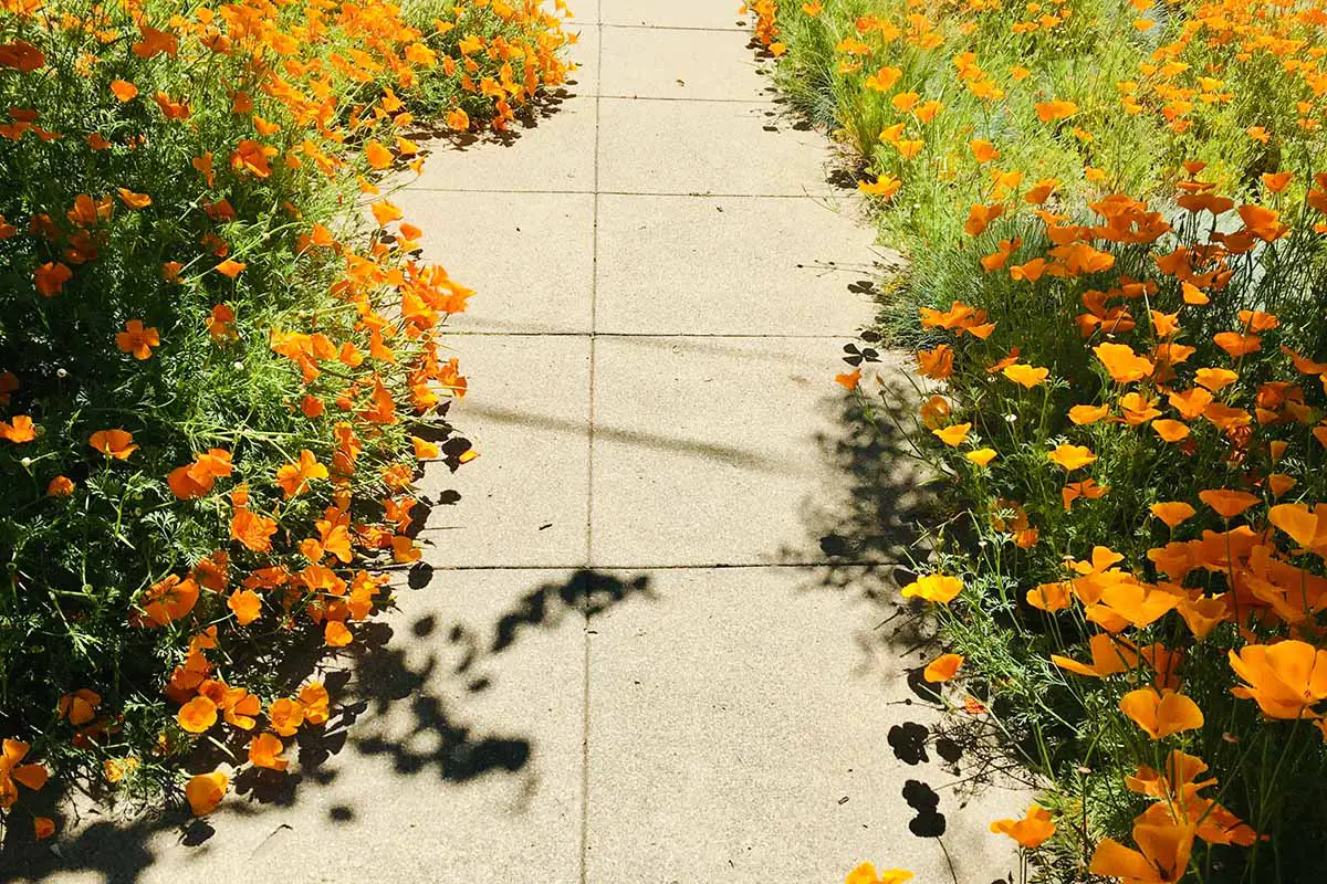 Una imagen horizontal de primer plano de una pasarela pavimentada bordeada de amapolas de California de color naranja brillante representadas bajo un sol brillante.