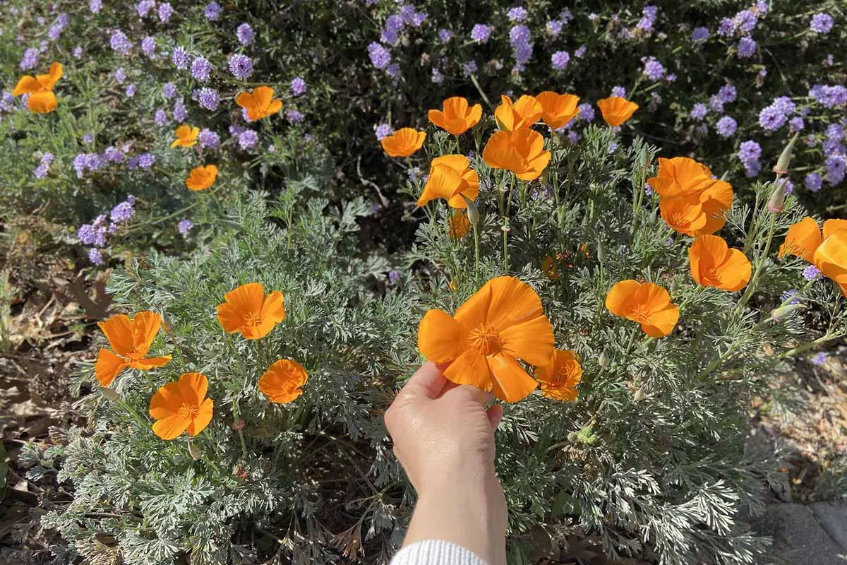 Una imagen horizontal de primer plano de una mano desde la parte inferior del marco que inspecciona una flor de amapola naranja de California (Eschscholzia californica) que crece en un jardín soleado.