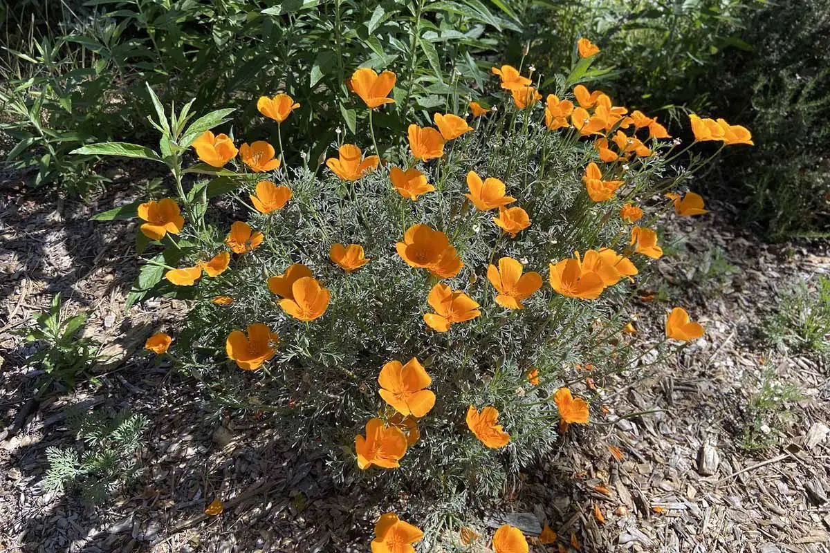 Una imagen horizontal de primer plano de un grupo de amapolas de California (Eschscholzia californica) que crecen en un jardín soleado.