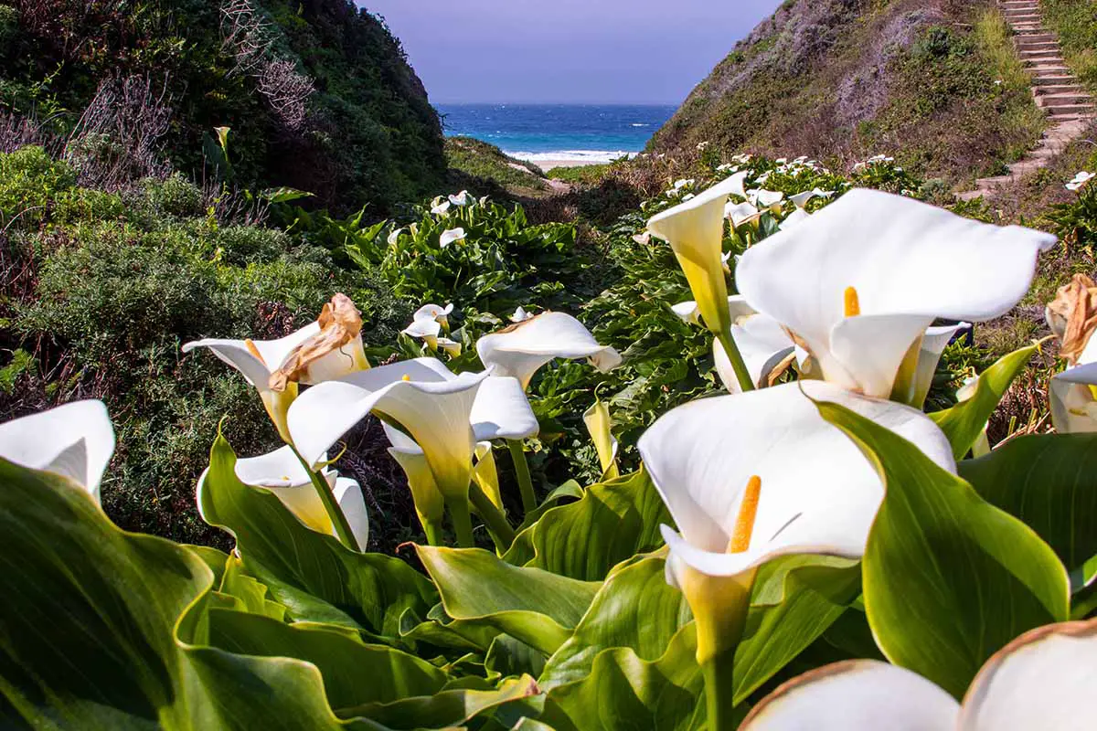 Una imagen horizontal de un valle que conduce al océano lleno de florecientes flores blancas de Zantedeschia, fotografiado bajo un sol brillante.