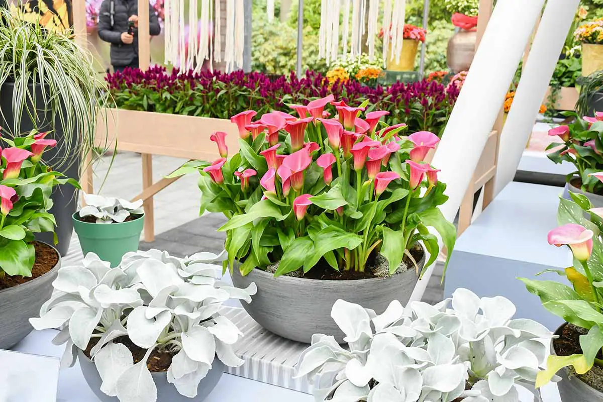 Una imagen horizontal de plantas exhibidas en macetas decorativas en un centro de jardinería.