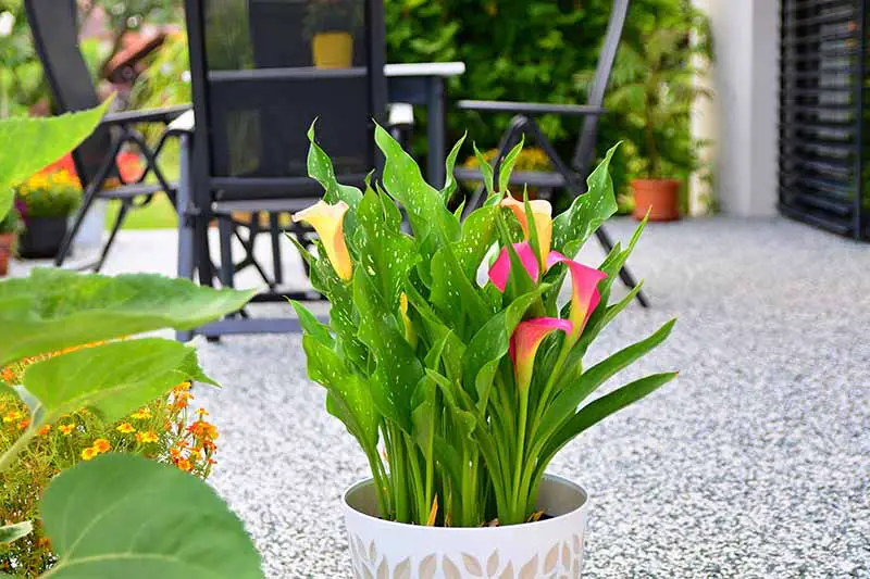 Una imagen horizontal de primer plano de una maceta de coloridos lirios de cala que crecen en un recipiente decorativo situado en un patio fuera de una residencia.