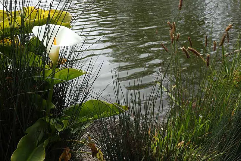 Una imagen horizontal de primer plano de un lirio de cala blanco que crece junto a un cuerpo de agua.