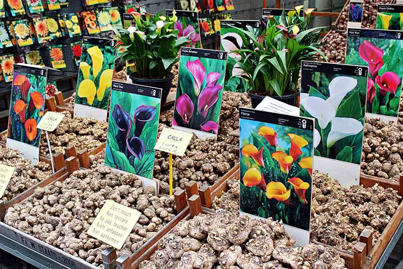 Una imagen horizontal de varios tipos de bulbos de flores a la venta en un mercado.