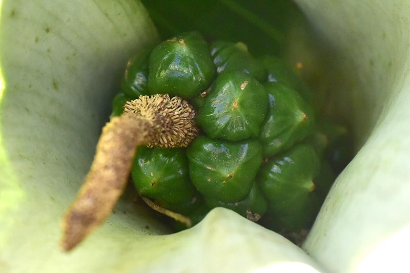 Una imagen horizontal de primer plano del interior de una flor de lirio de cala que muestra el desarrollo de las semillas.