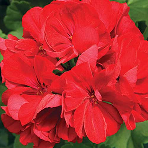 Una imagen cuadrada de primer plano de Pelargonium x hortorum 'Calliope' que crece en el jardín.