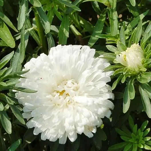 Primer plano de un blanco Callistephus chinensis L. Ness 'Alfombra de color blanco' Flor Aster chino