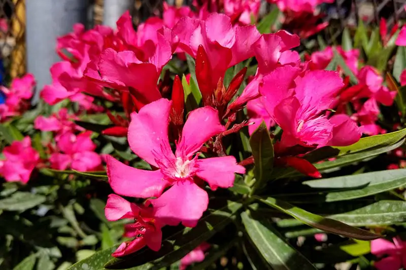 Una imagen horizontal de primer plano de las flores de color rosa brillante de Nerium 'Calypso' que crecen en el jardín fotografiadas bajo la luz del sol y se desvanecen en un enfoque suave en el fondo.