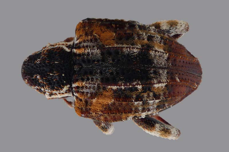 Una imagen horizontal de primer plano de un escarabajo cambium curculio aislado en un fondo gris.