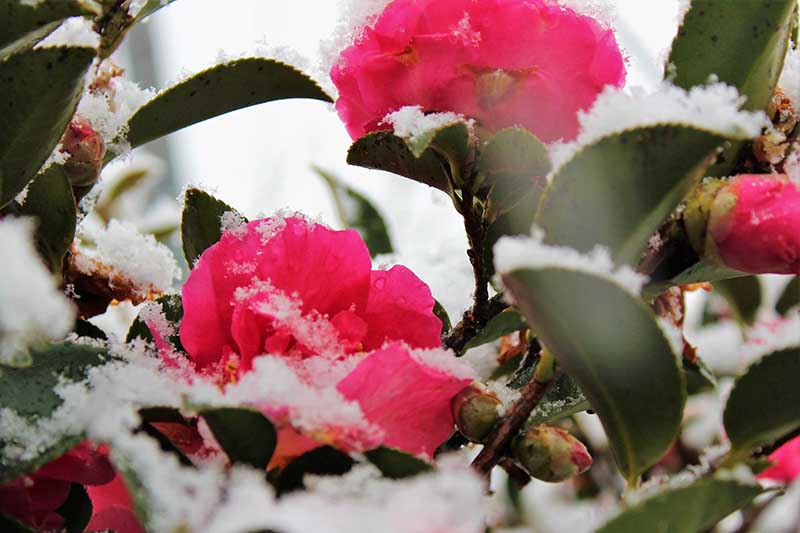 Una imagen horizontal de primer plano de flores de camelia de color rosa oscuro y follaje cubierto de un ligero polvo de nieve.