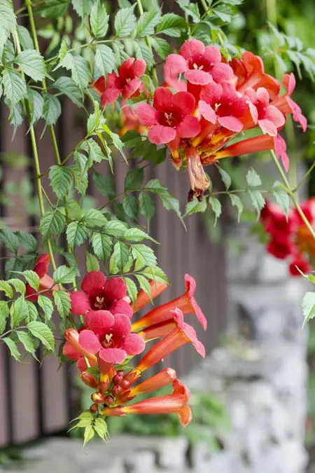 Flores enredaderas de trompeta tubulares de color naranja rojizo, que crecen de enredaderas colgantes largas, con follaje verde.