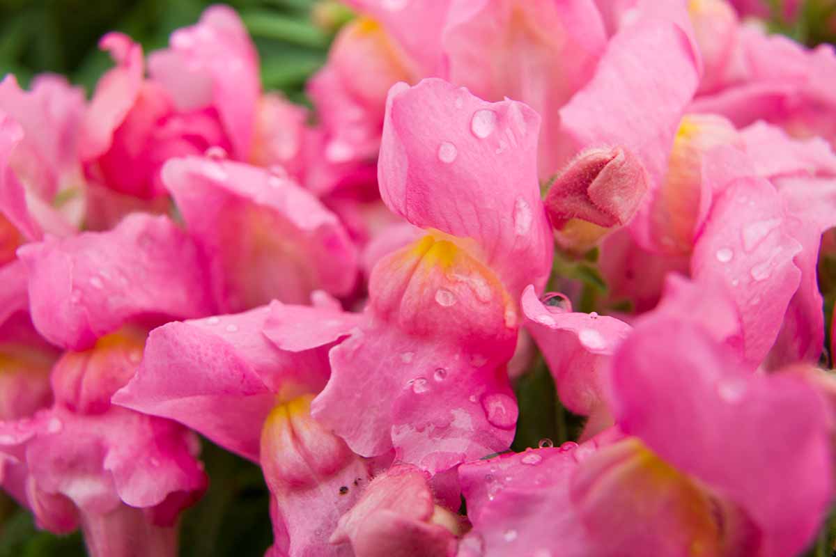 Una imagen horizontal de cerca de las flores rosadas Antirrhinum majus que crecen en el jardín con los pétalos cubiertos de gotas de agua.