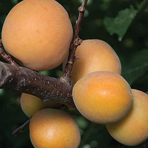 Un primer plano de la fruta de la variedad 'Canadian White Blenheim' de Prunus armeniaca, representada en la rama sobre un fondo oscuro de enfoque suave.