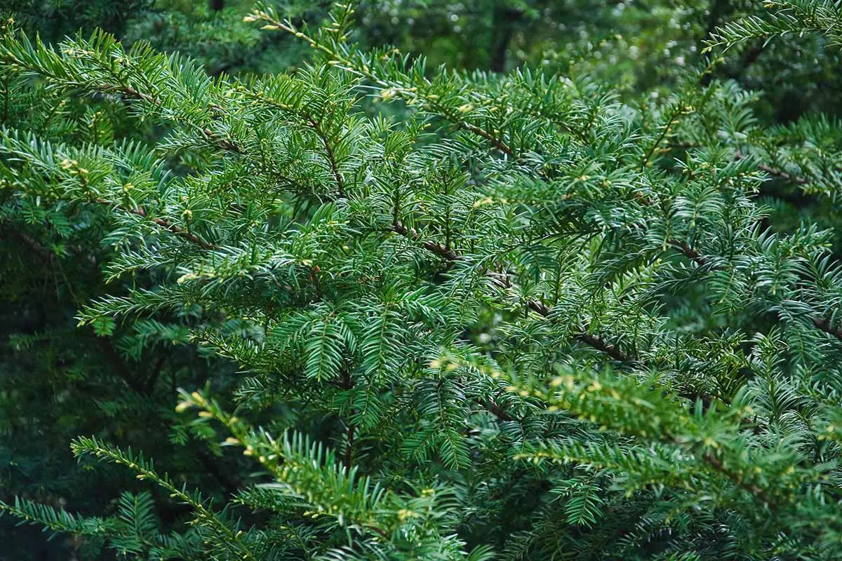 Una imagen horizontal de cerca del follaje y las ramas de un tejo canadiense (Taxus canadensis) que crece en el jardín.