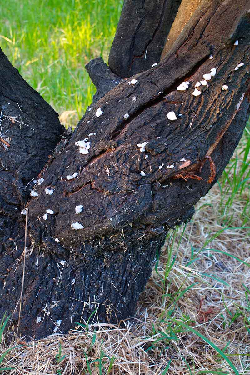 Un primer plano del tronco de un árbol que muestra un crecimiento de cancro blanco característico de la pudrición de la raíz de Armillaria, con césped en un enfoque suave en el fondo.