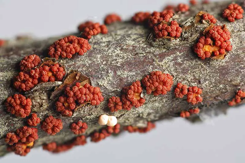 Una imagen horizontal de cerca de cancros de tallo rojo, también conocido como punto de coral que crece en un tallo leñoso.