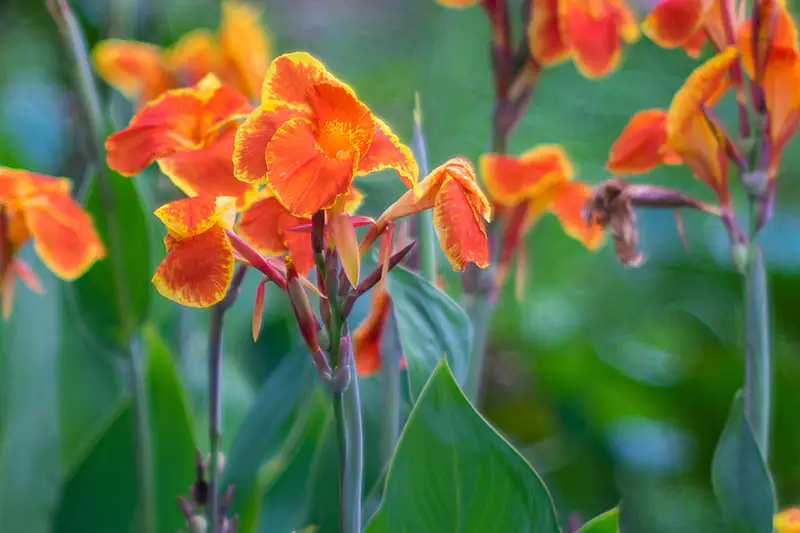 Un primer plano de los lirios de canna bicolor rojo y naranja que crecen en el jardín, los pétalos de colores brillantes contrastan con el follaje verde oscuro, representado en un fondo de enfoque suave.