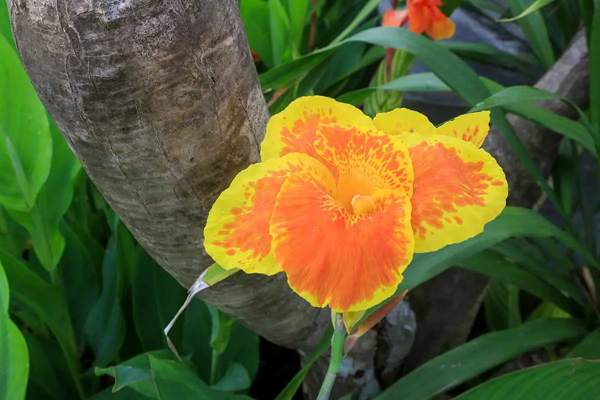 Una imagen horizontal de primer plano de una flor de lirio de canna amarilla y naranja que crece en el jardín representada en un fondo de enfoque suave.