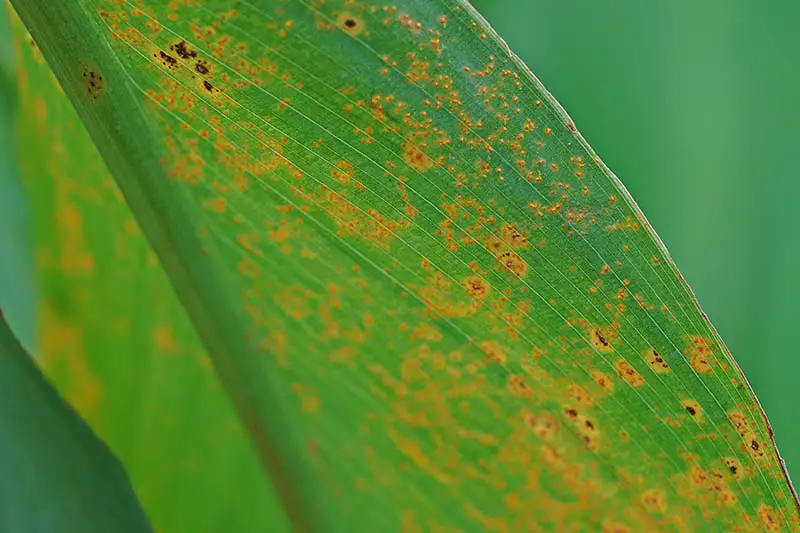 Un primer plano de una hoja que sufre de una enfermedad fúngica que hace que aparezcan manchas naranjas a lo largo del follaje, representadas en un fondo verde de enfoque suave.