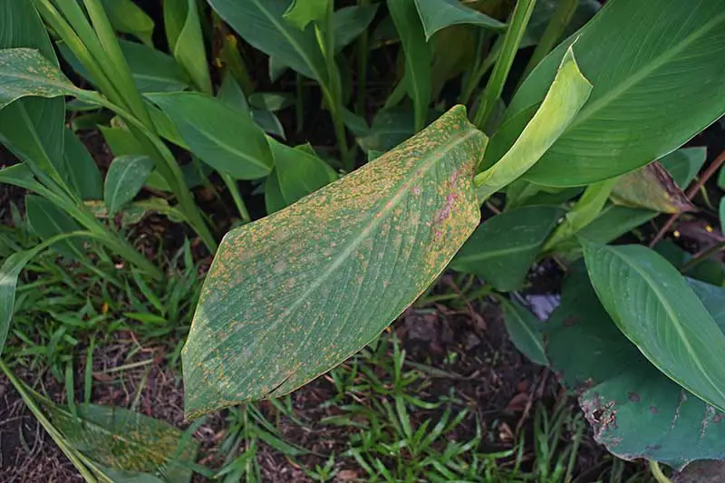 Un primer plano de una hoja que sufre de una enfermedad fúngica llamada óxido, que muestra manchas anaranjadas de esporas que cubren la hoja.  En el fondo hay follaje y hierba saludables.