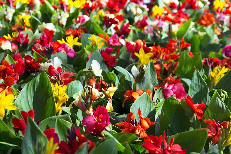 Muchas flores de lirio canna granate, rojo, amarillo, naranja y blanco con hojas verdes.
