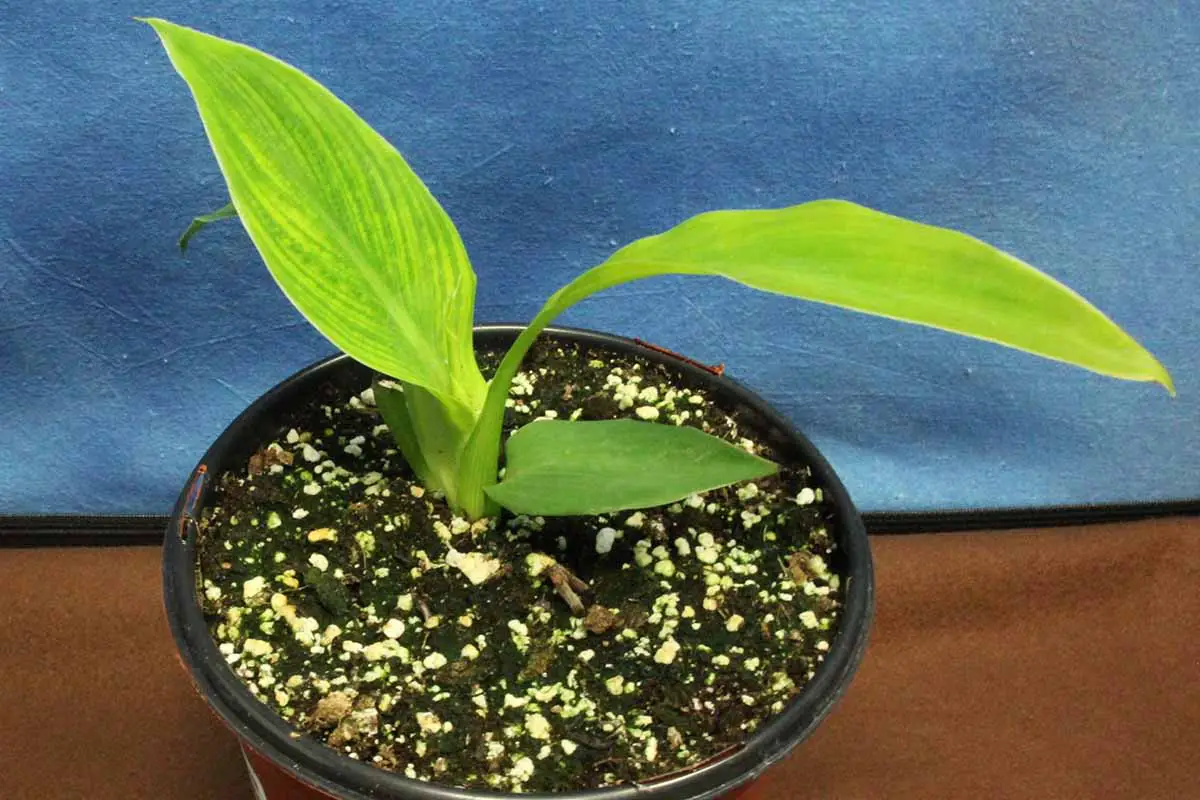 Una imagen horizontal de primer plano de una planta de lirio de canna en maceta con síntomas del virus del moteado amarillo de canna en el follaje.