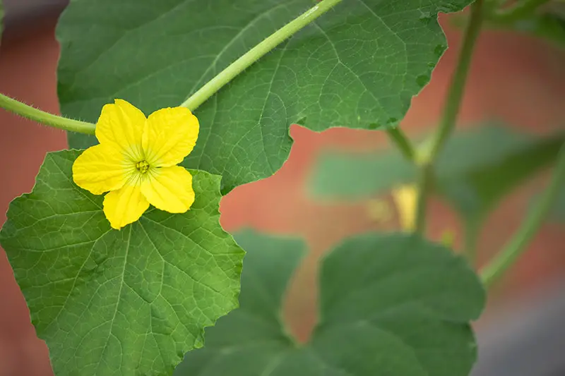 Un primer plano de una flor de melón amarillo brillante que contrasta con el follaje verde claro sobre un fondo de enfoque suave.
