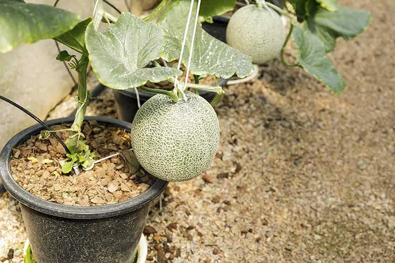 Un primer plano de un melón maduro que crece en un recipiente de plástico negro y se sujeta con una cuerda para evitar que la fruta se caiga prematuramente.
