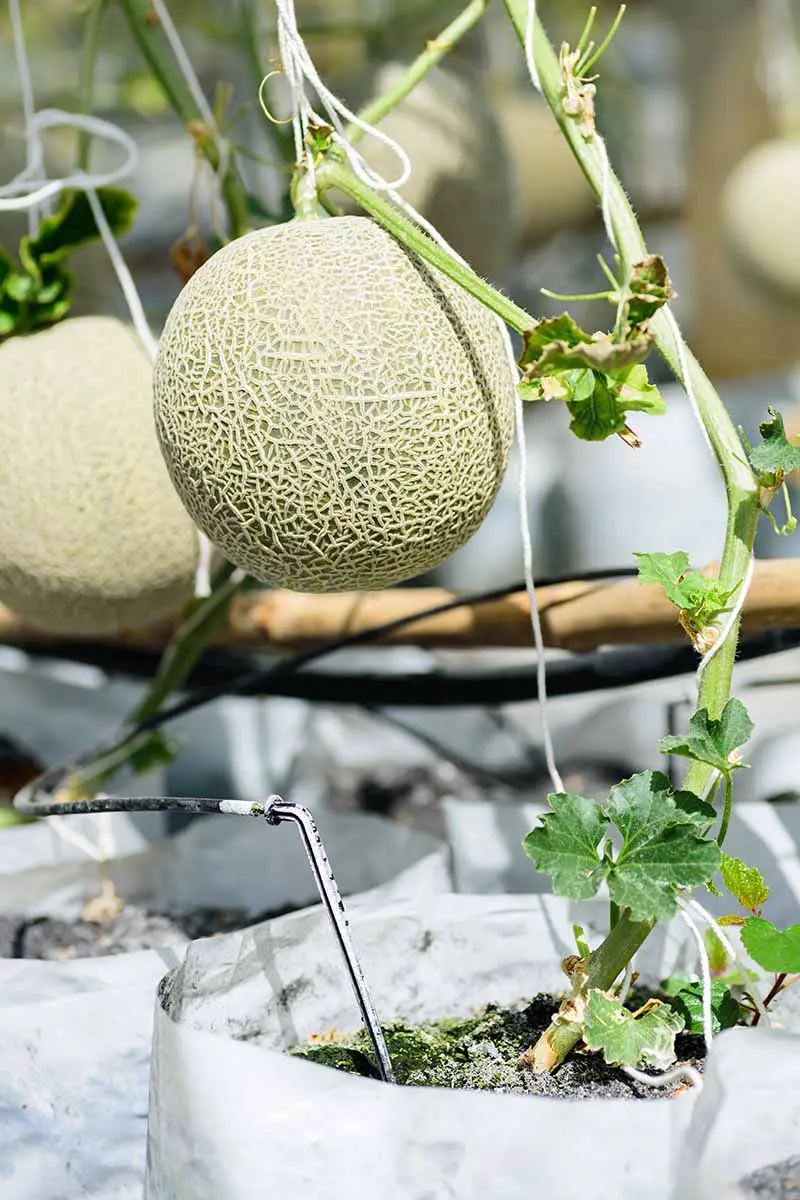 Una imagen vertical de cerca de un pequeño melón cantalupo que crece en un recipiente blanco bajo la luz del sol.