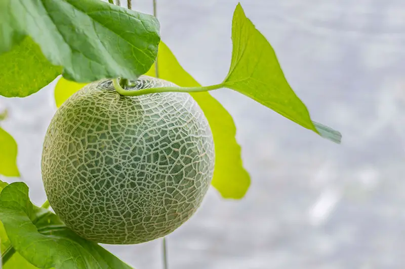 Un primer plano de un melón cantalupo que crece verticalmente en un invernadero, listo para la cosecha, representado en un fondo de enfoque suave.