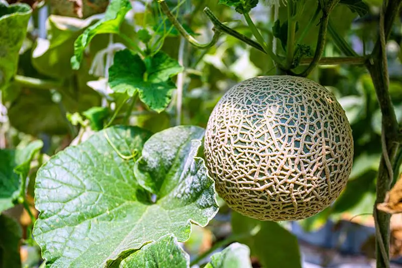 Imagen horizontal de un melón con follaje verde, creciendo bajo el sol.