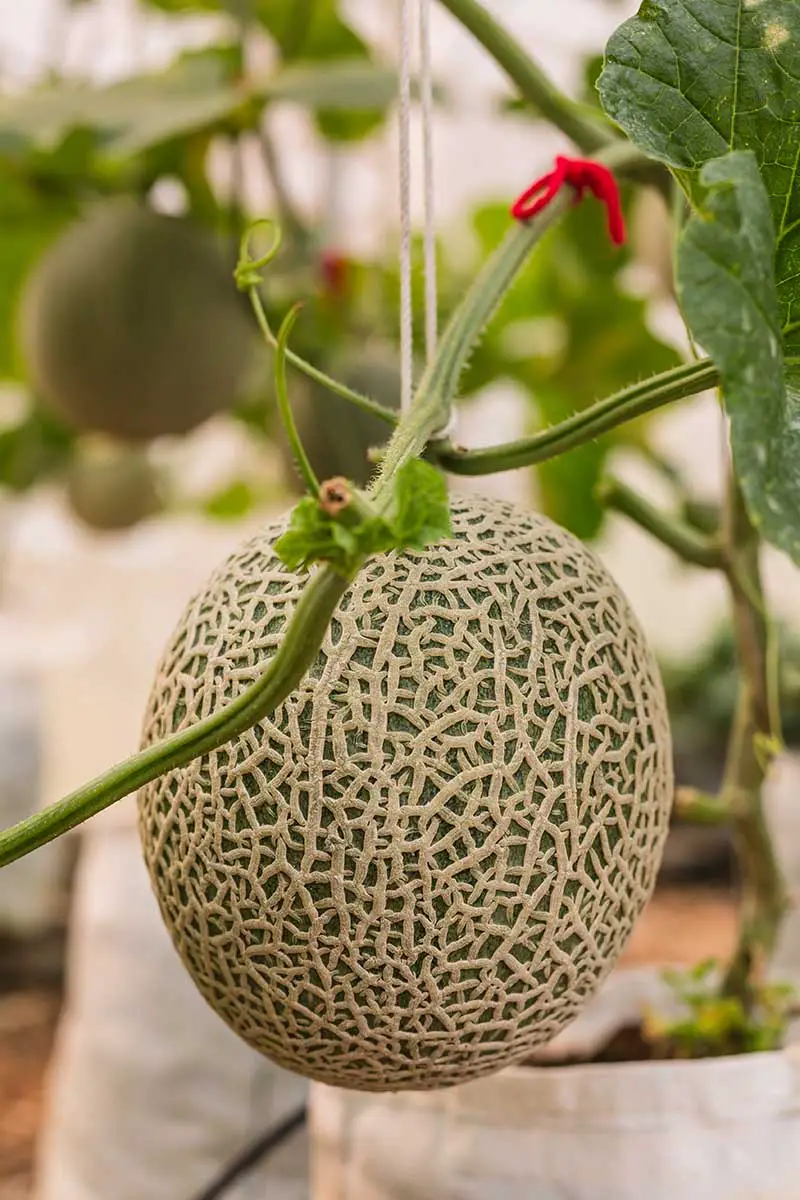 Una imagen vertical de un Cucumis melo colgando de la vid, con la característica corteza "enredada", representada sobre un fondo de enfoque suave.