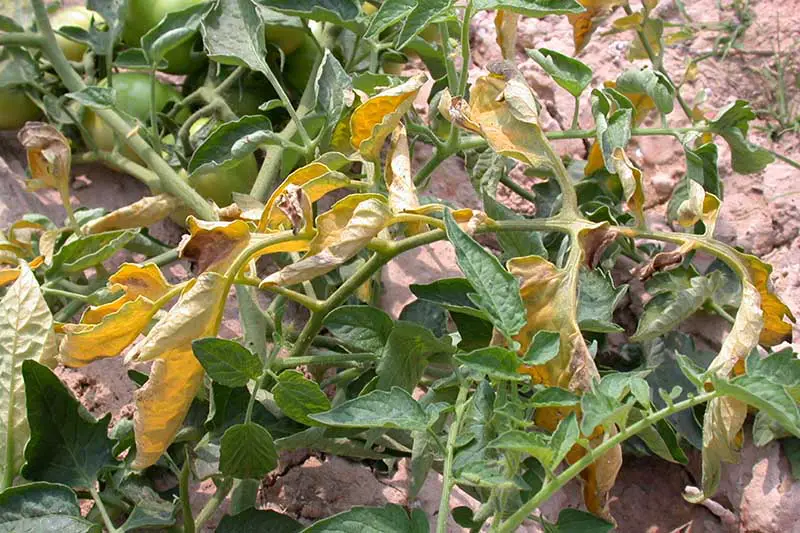 Un primer plano del follaje de Cucumis melo var.  reticulatus con frutos inmaduros en suelo seco y algunas hojas amarillentas.