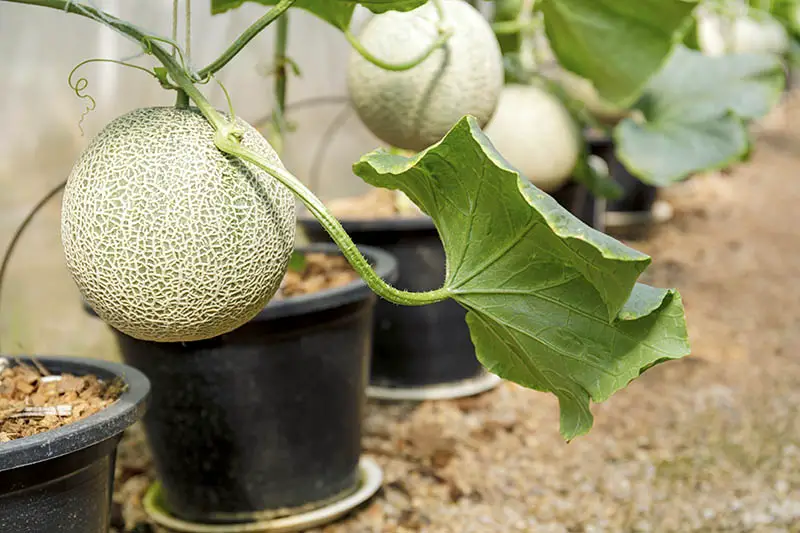 Un primer plano de una fila de macetas de plástico negro que cultivan melones cantaloupe en el interior de un invernadero, desvaneciéndose hasta un enfoque suave en el fondo.