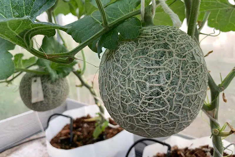 Un primer plano de un melón casi listo para cosechar, colgando de una vid, plantado en un recipiente de plástico blanco.