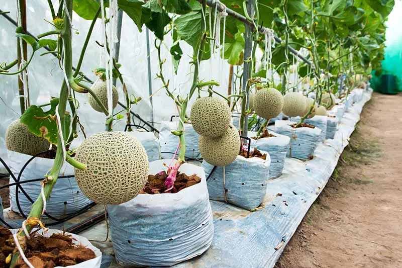 Un primer plano de una fila de melones cantaloupe madurando en la vid, creciendo en bolsas de plástico blancas en el interior de un invernadero con la fruta colgando de soportes fijos.