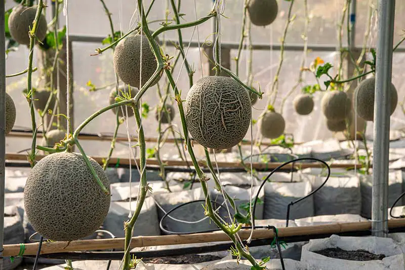 Un primer plano de Cucumis melo creciendo en contenedores en un invernadero, con las frutas colgando de las vides, sostenidas por una cuerda.