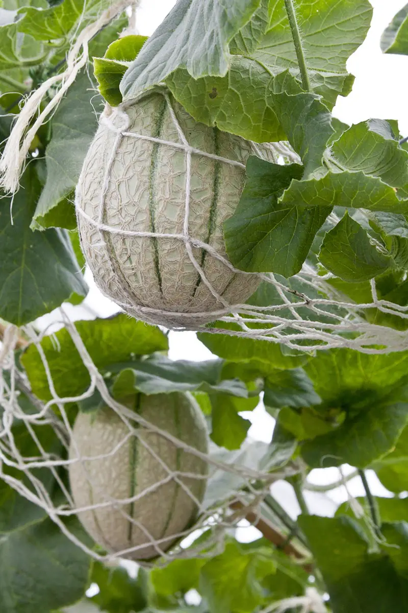 Una imagen vertical de primer plano de melones madurando en la vid, sostenidos por redes para evitar que los frutos se caigan prematuramente.