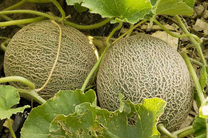 Un primer plano de dos melones que maduran en la vid en el jardín rodeados de follaje y fotografiados con luz solar filtrada.