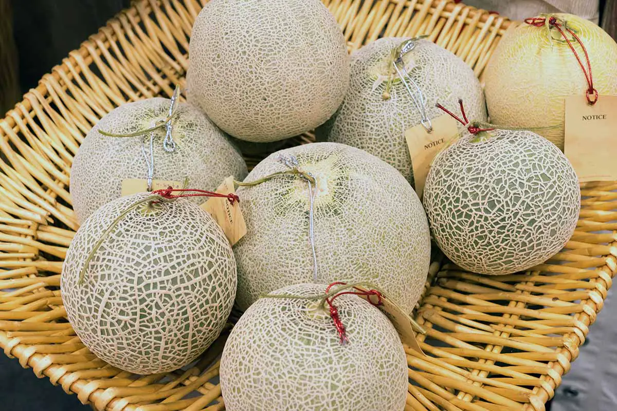Una imagen horizontal de primer plano de melones recién cosechados en una cesta de mimbre.