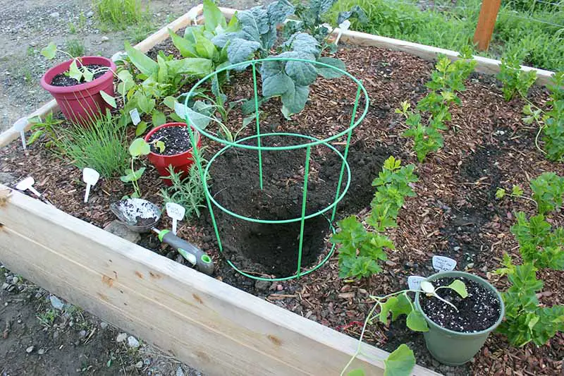 Un primer plano de una cama de jardín elevada de madera que cultiva filas ordenadas de verduras rodeadas de mantillo de corteza, con una gran jaula de tomate de metal verde en el centro del marco.