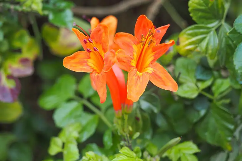 Una imagen horizontal de primer plano de las flores de color naranja brillante de la madreselva del Cabo (Tecoma capensis) que crecen en el jardín que se muestra en un fondo de enfoque suave.