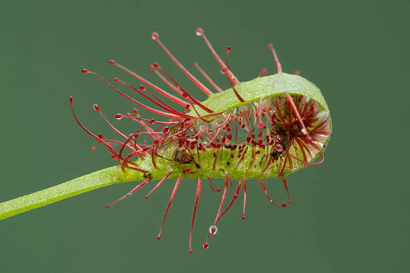 Una imagen horizontal de primer plano de una planta de drosera (Drosera) con un insecto atrapado en la hoja, representada en un fondo de enfoque suave.
