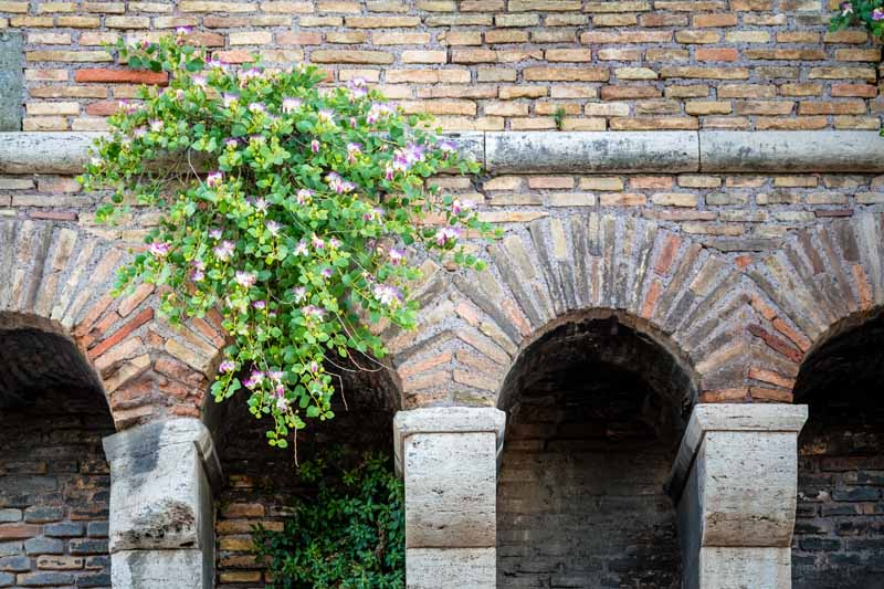 Planta de alcaparras floreciendo en una antigua muralla en Roma, Italia.