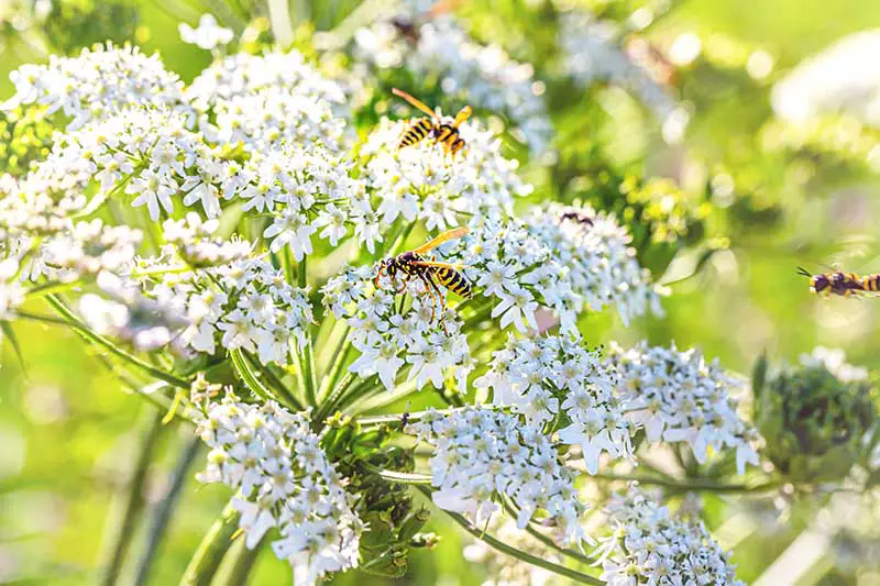 Un primer plano de las flores blancas de Carum carvi que crecen en el jardín con abejas aterrizando en las flores, representadas bajo el sol brillante sobre un fondo de enfoque suave.