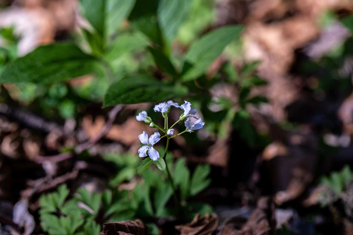 Una imagen horizontal de las diminutas flores azules de Cardamine trifolia que crecen de forma silvestre, representada en un fondo de enfoque suave.